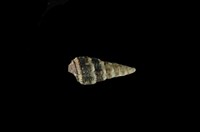 藏品(燒酒海蜷)的圖片